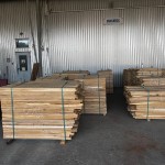 Акация робиния бревно