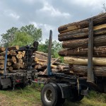 Акация робиния бревно