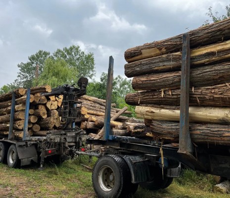 Обрезная доска из акации (робиния) сухая камерной сушки