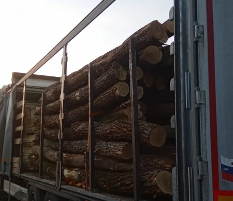 Обрезная доска из акации (робиния) сухая камерной сушки