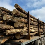 Обрезная доска из акации (робиния) сухая камерной сушки