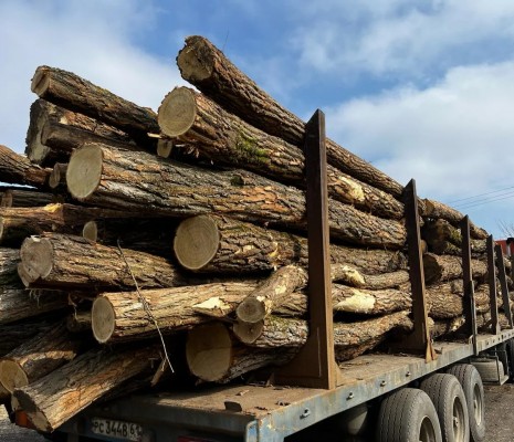 Обрезная доска из акации (робиния) сухая камерной сушки